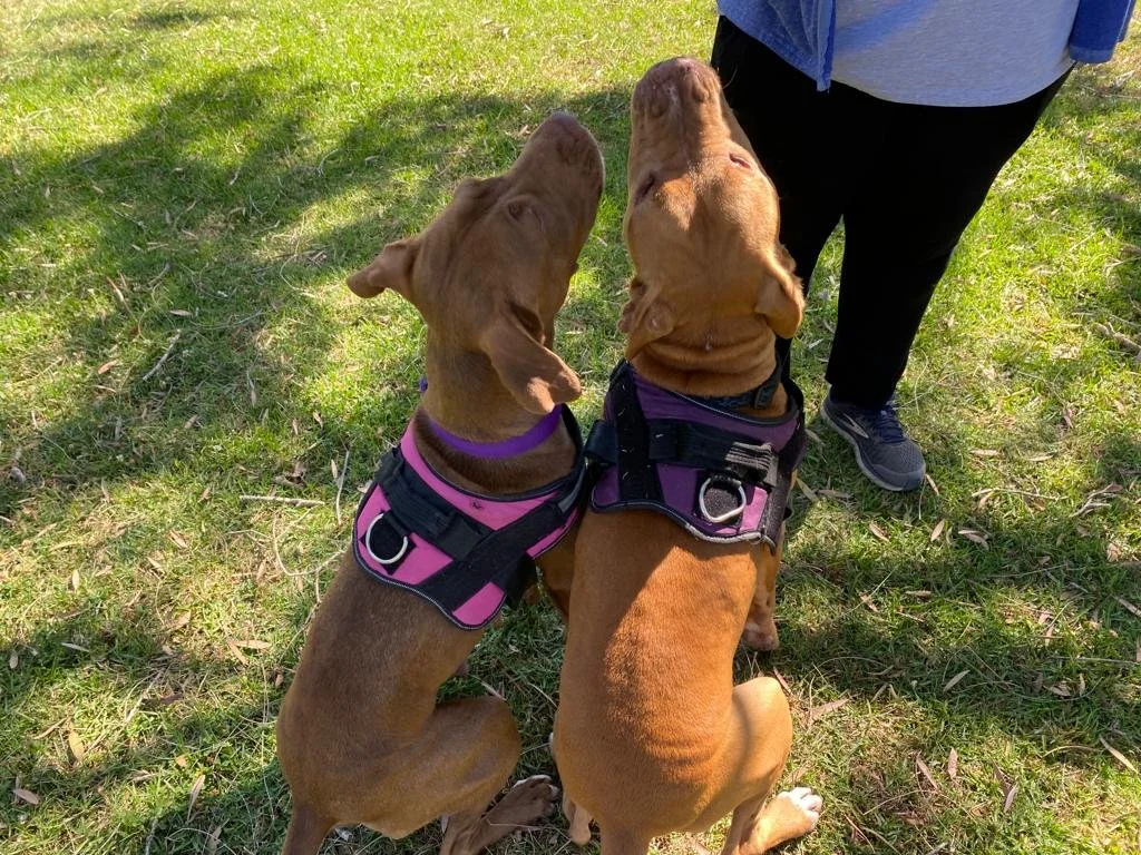 WhatsApp Image 2023-11-03 at 9.23.35 AM (5).jpeg