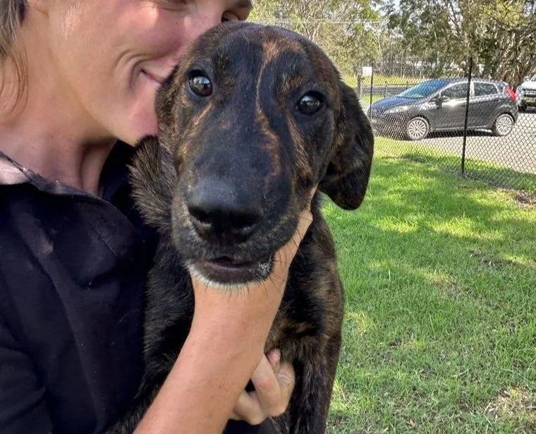 Ti Amo - Adopted!