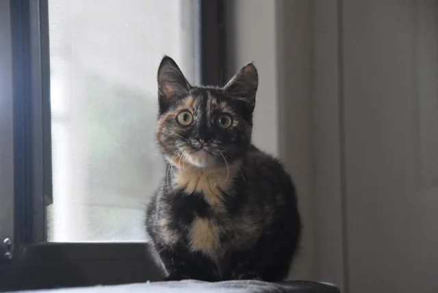 Mocha - Adopted!