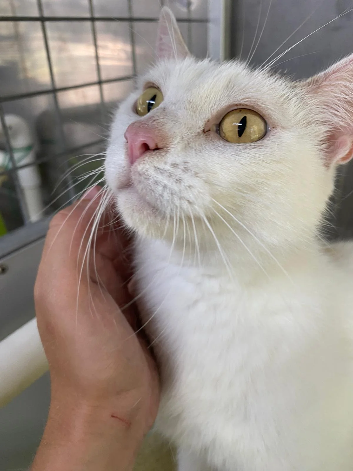 Alyssa - Adopted!