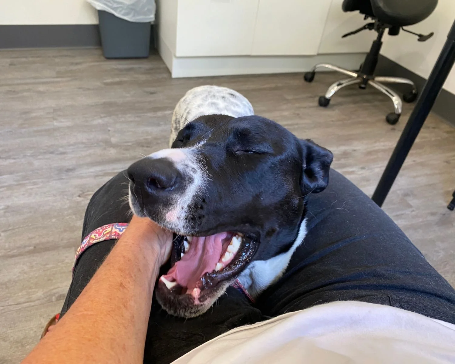lola-5.jpg