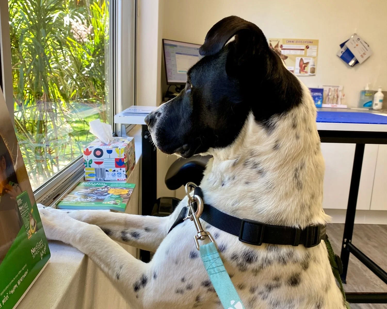 lola-13.jpg