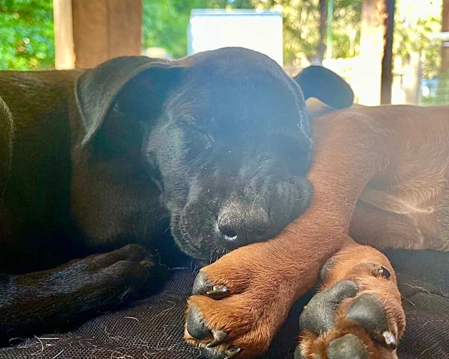 ellie-2.jpg
