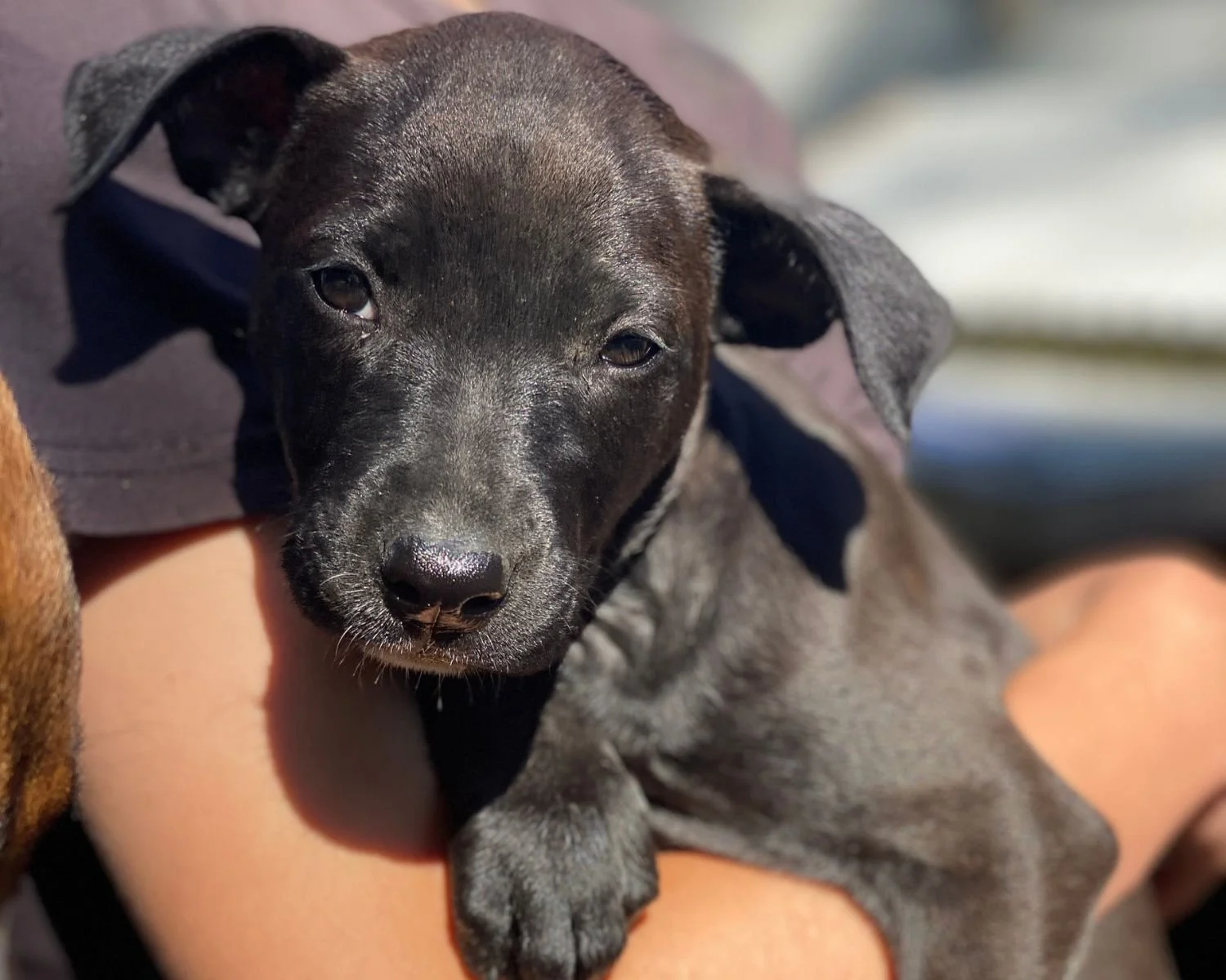 ellie-8.jpg