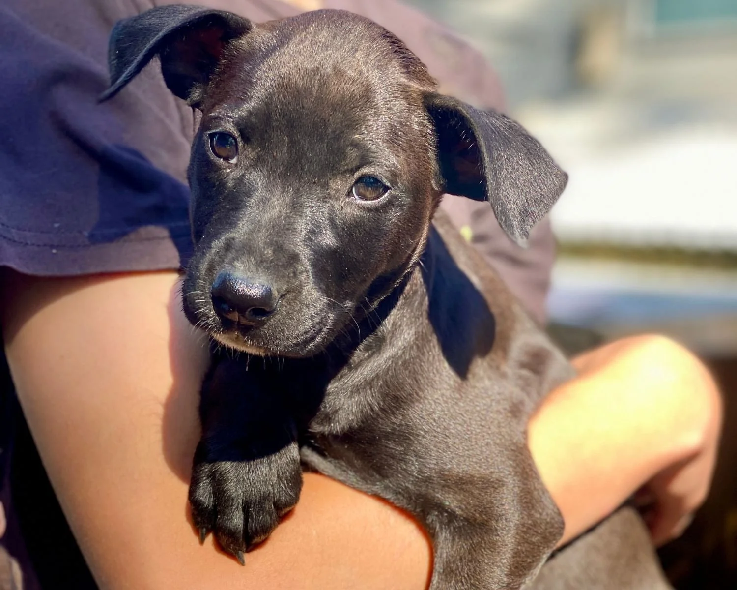 ellie-10.jpg