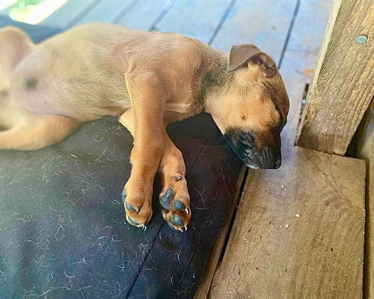 ollie-3.jpg