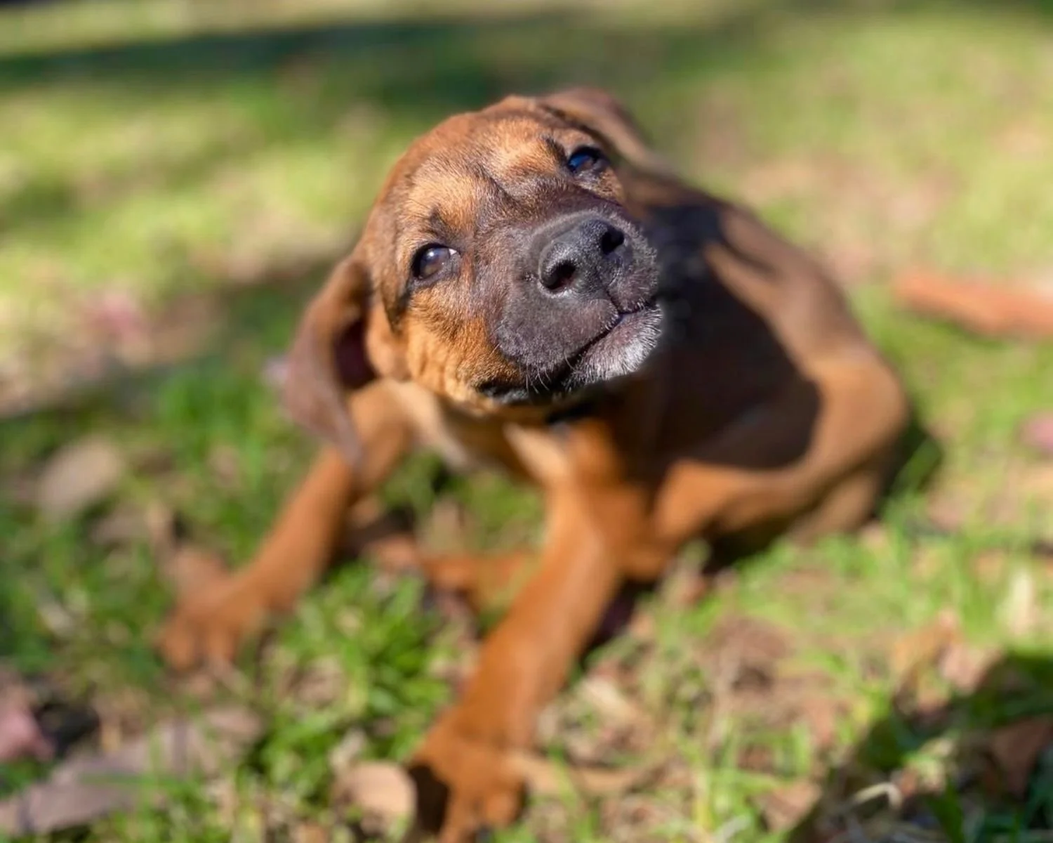 ollie-5.jpg