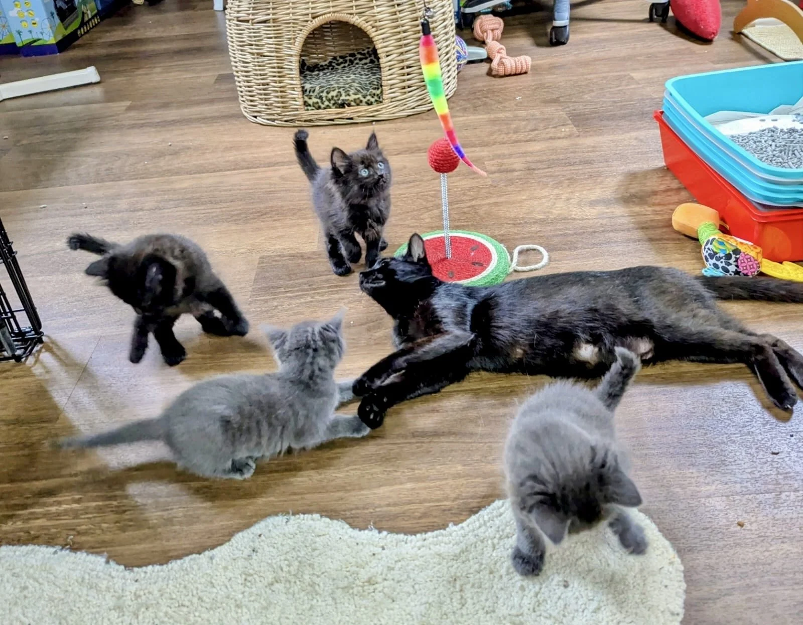 60bfef5d-0478-4792-9bdb-58e3f36f8c4f (1).jpg