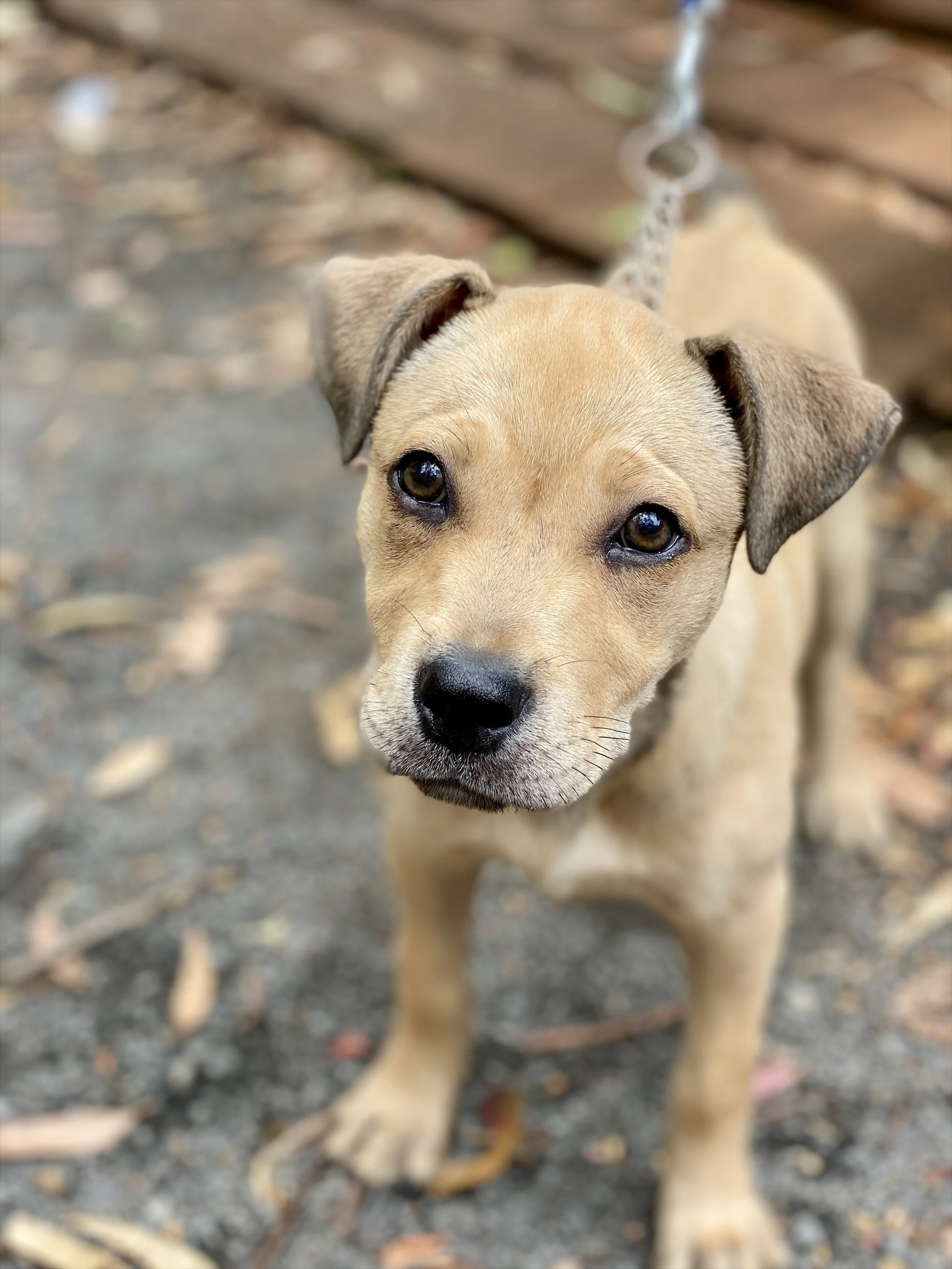 Indigo - Coming Soon!