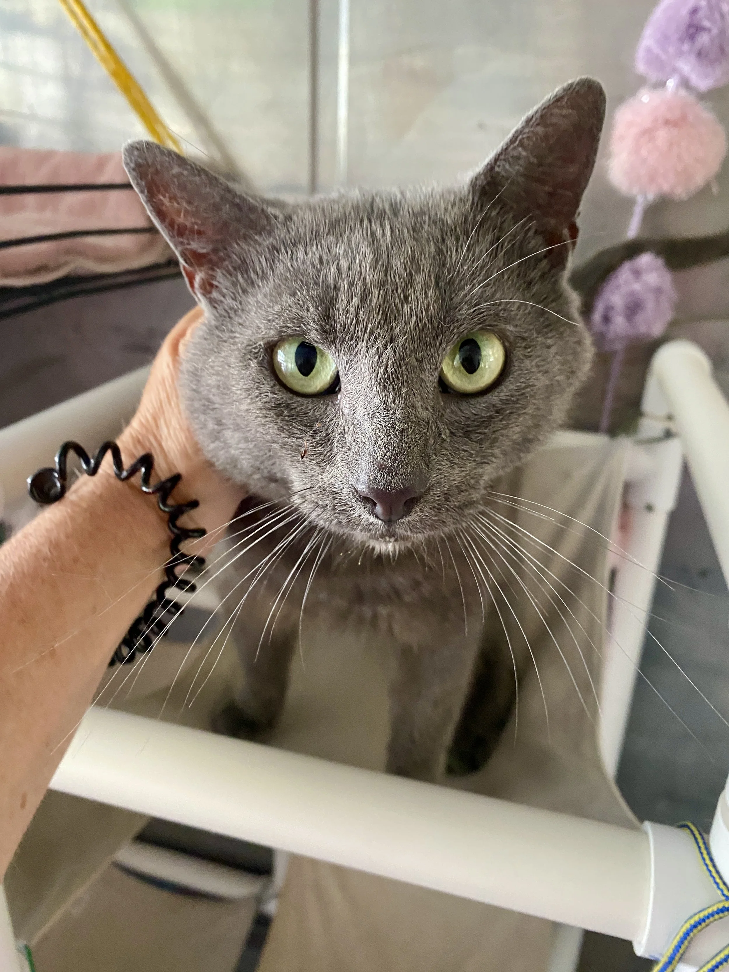 Timmy - Coming Soon!