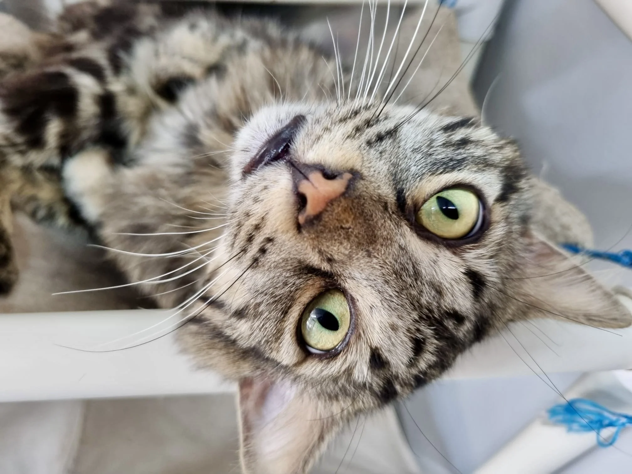 Mr. Puss - Coming Soon!