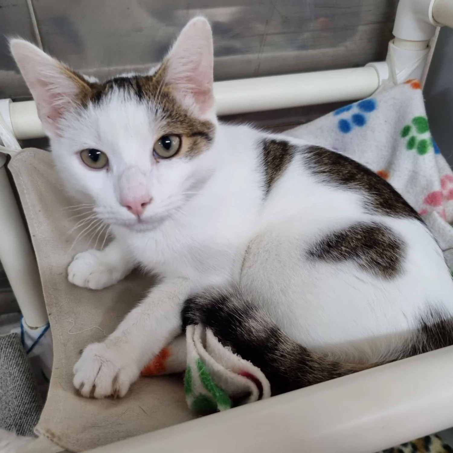 mochi-1.jpg