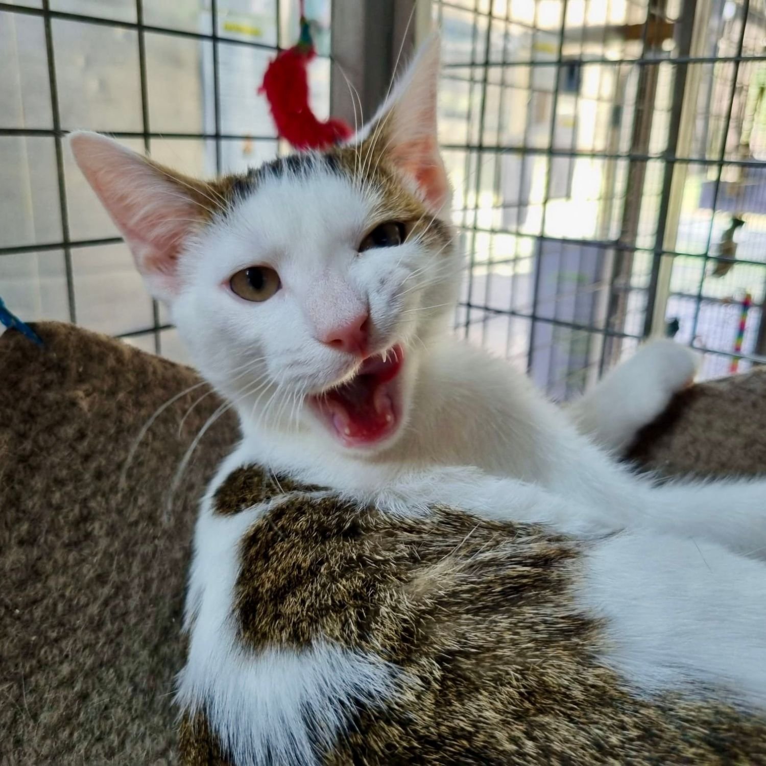 mochi-11.jpg