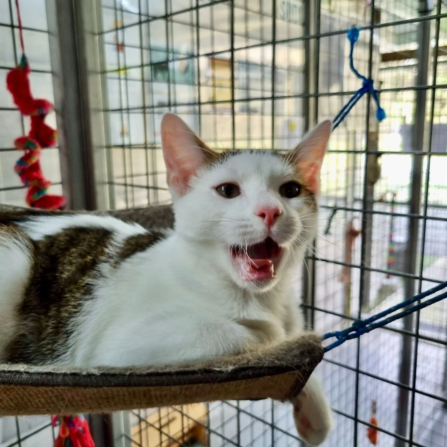 mochi-12.jpg