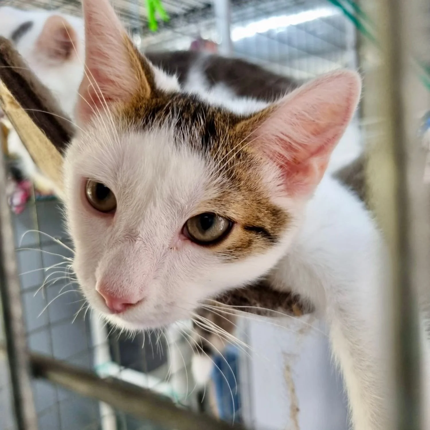 mochi-14.jpg