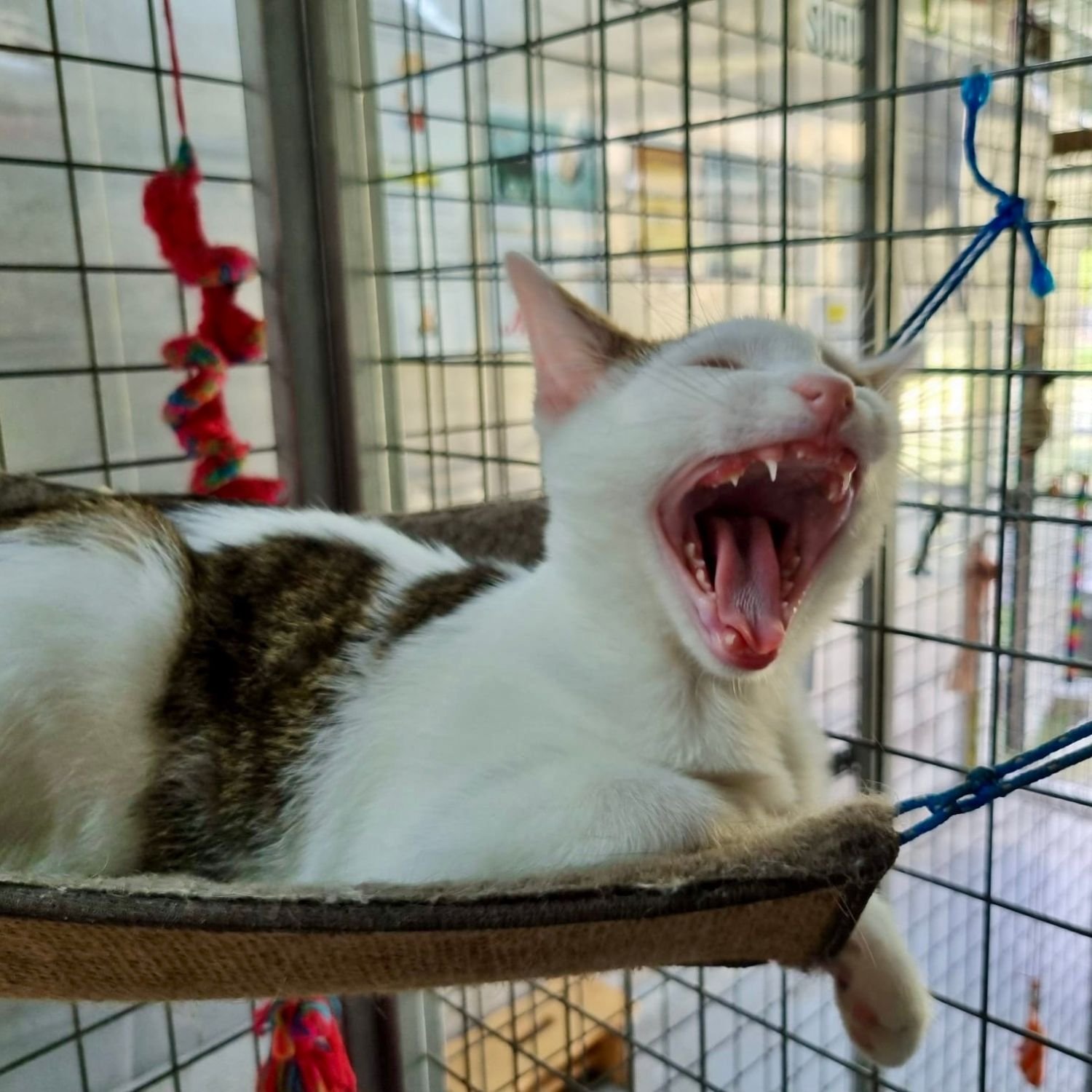 mochi-15.jpg