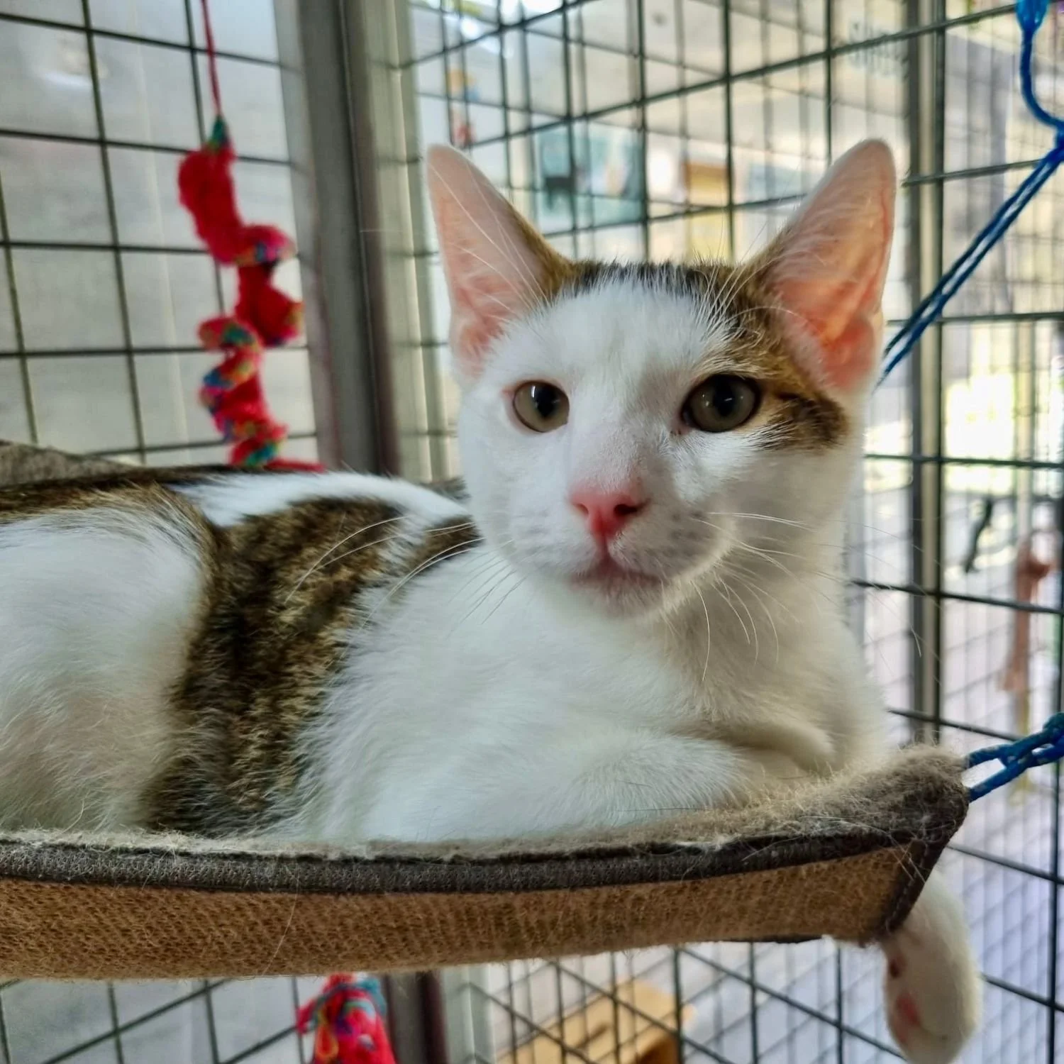 mochi-16.jpg