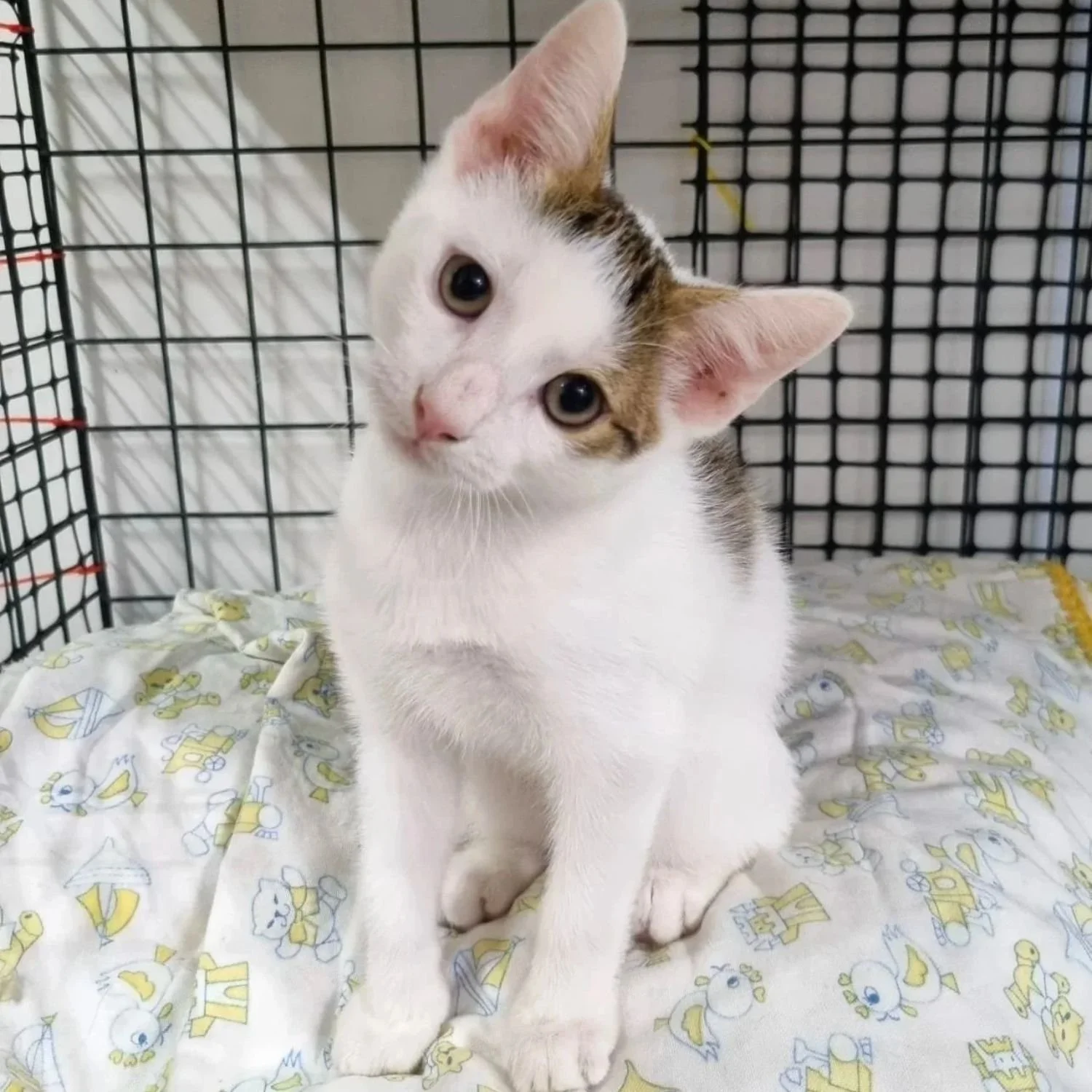 mochi-18.jpg