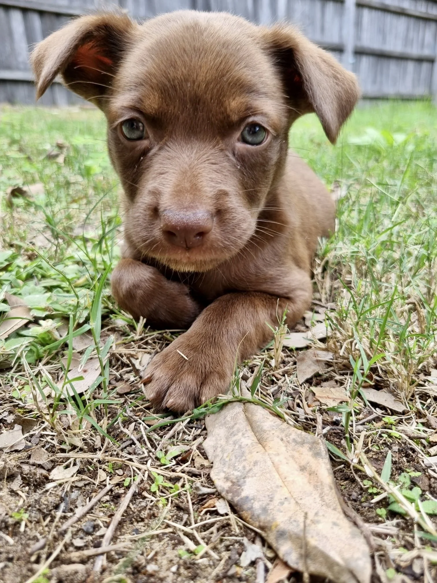 Plum - Adopted! 