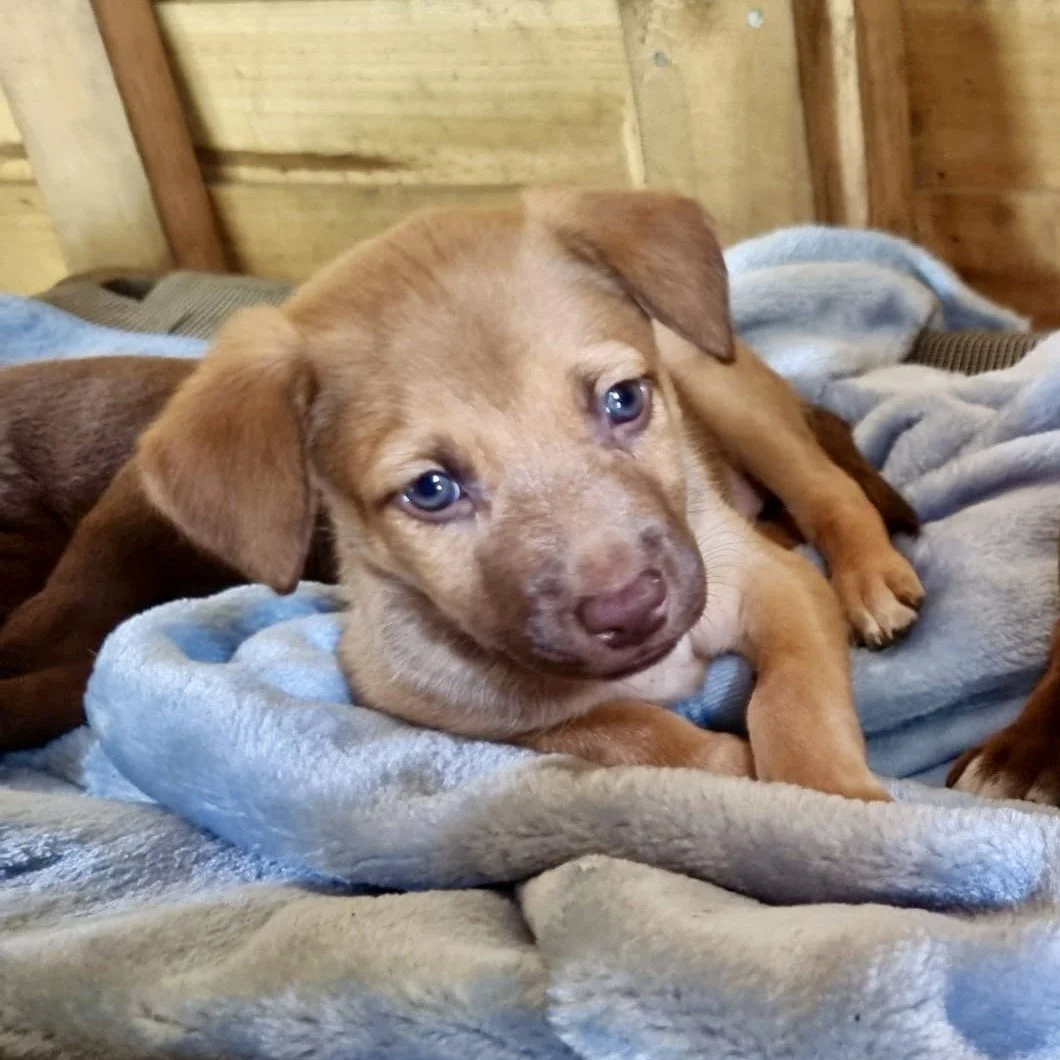 Peach - Adopted!