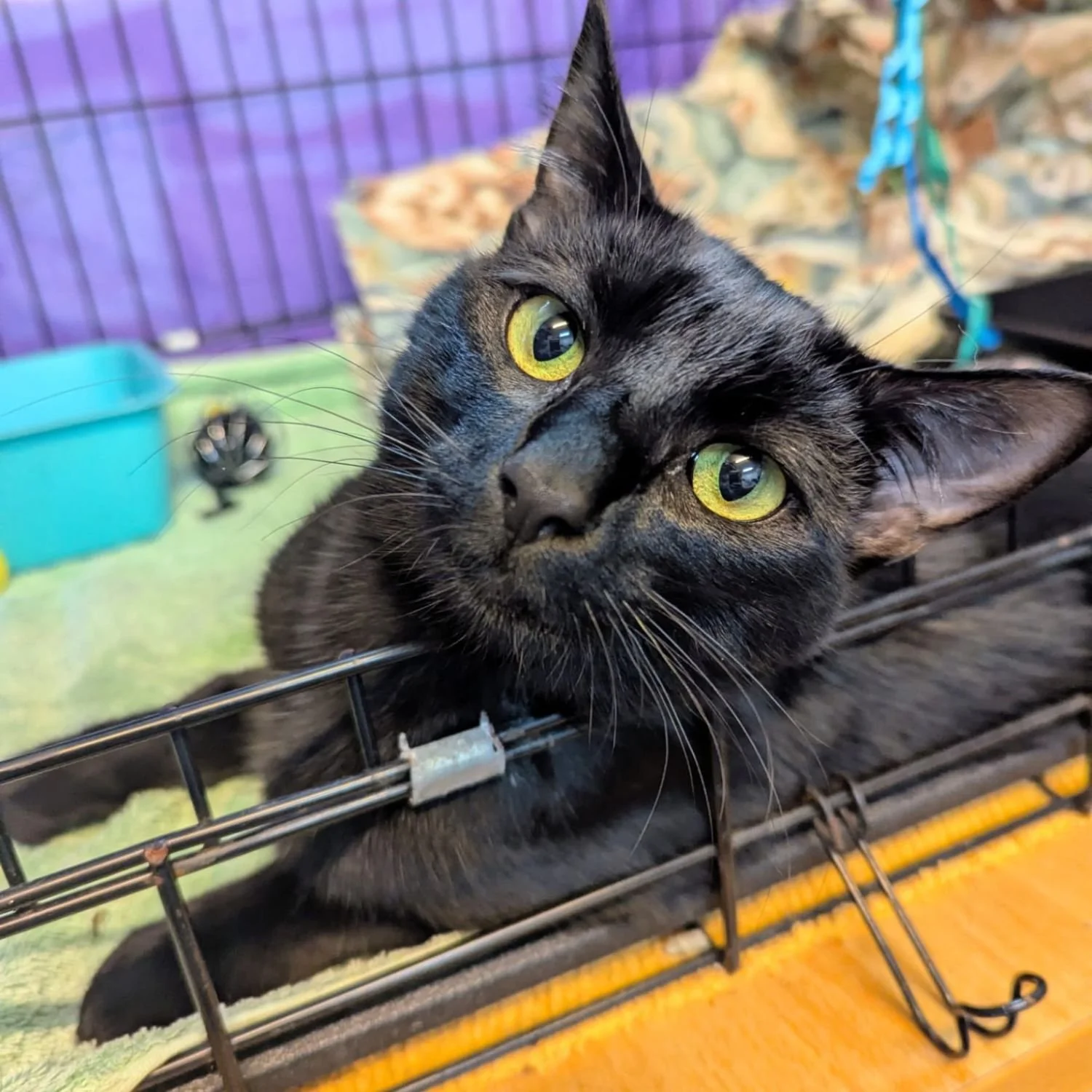 sooty-3.jpg