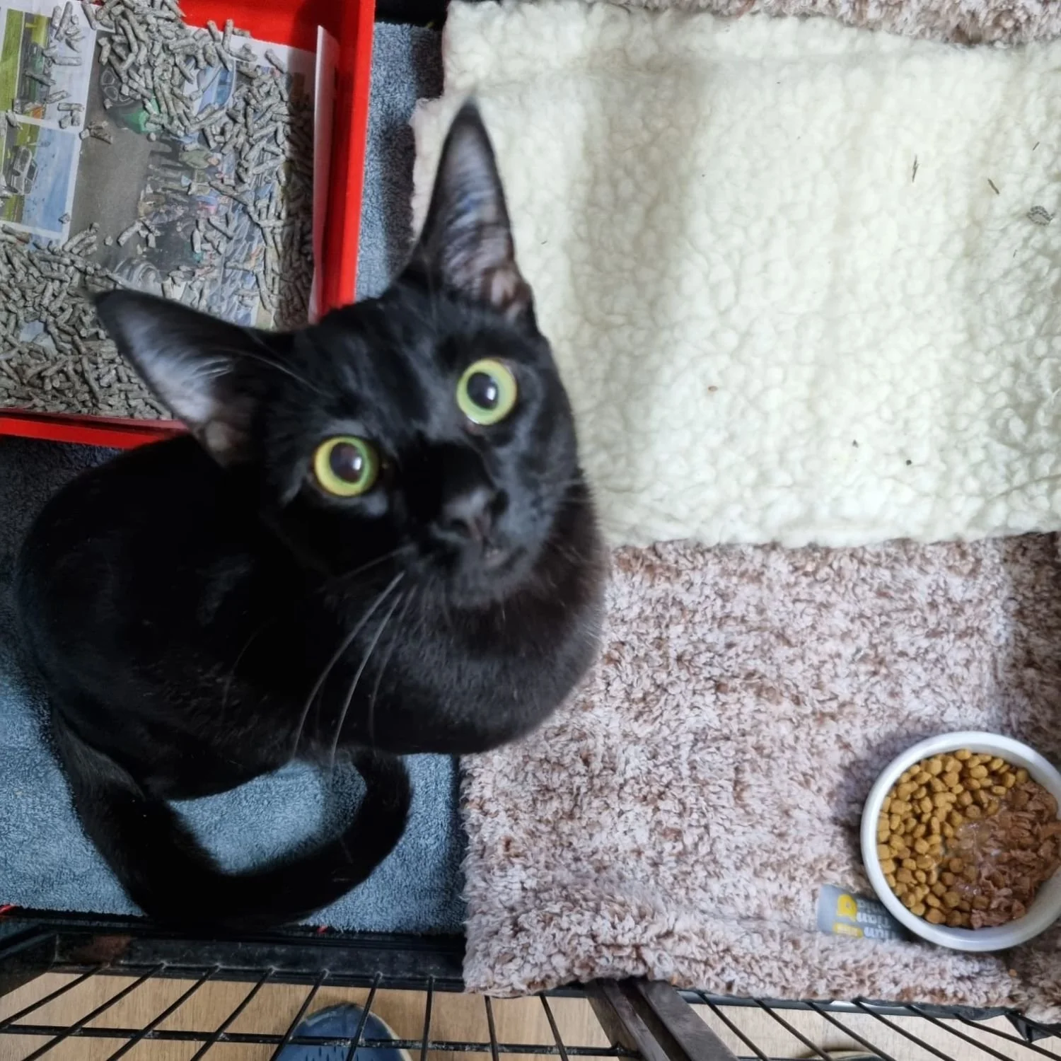 sooty-4.jpg