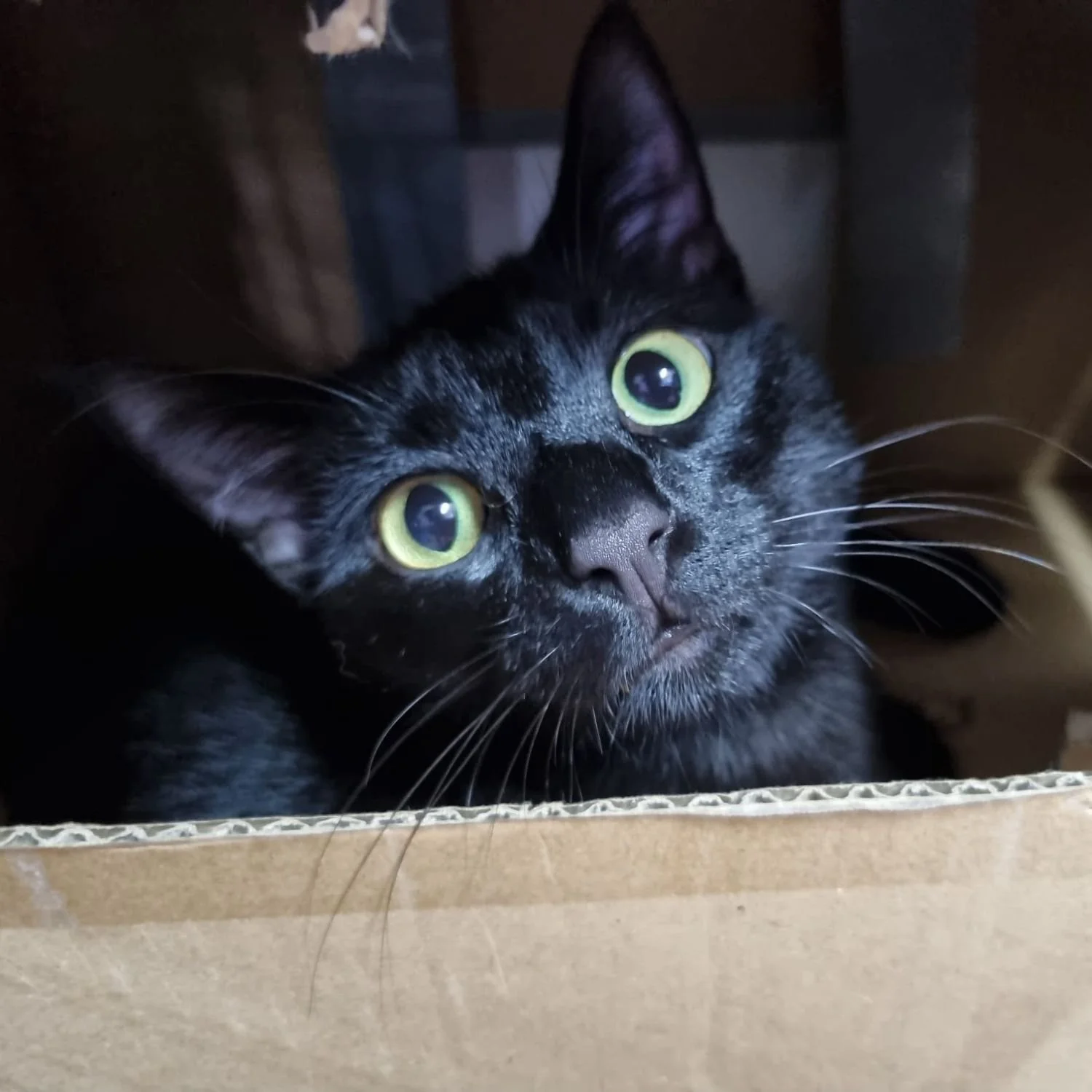 sooty-1.jpg
