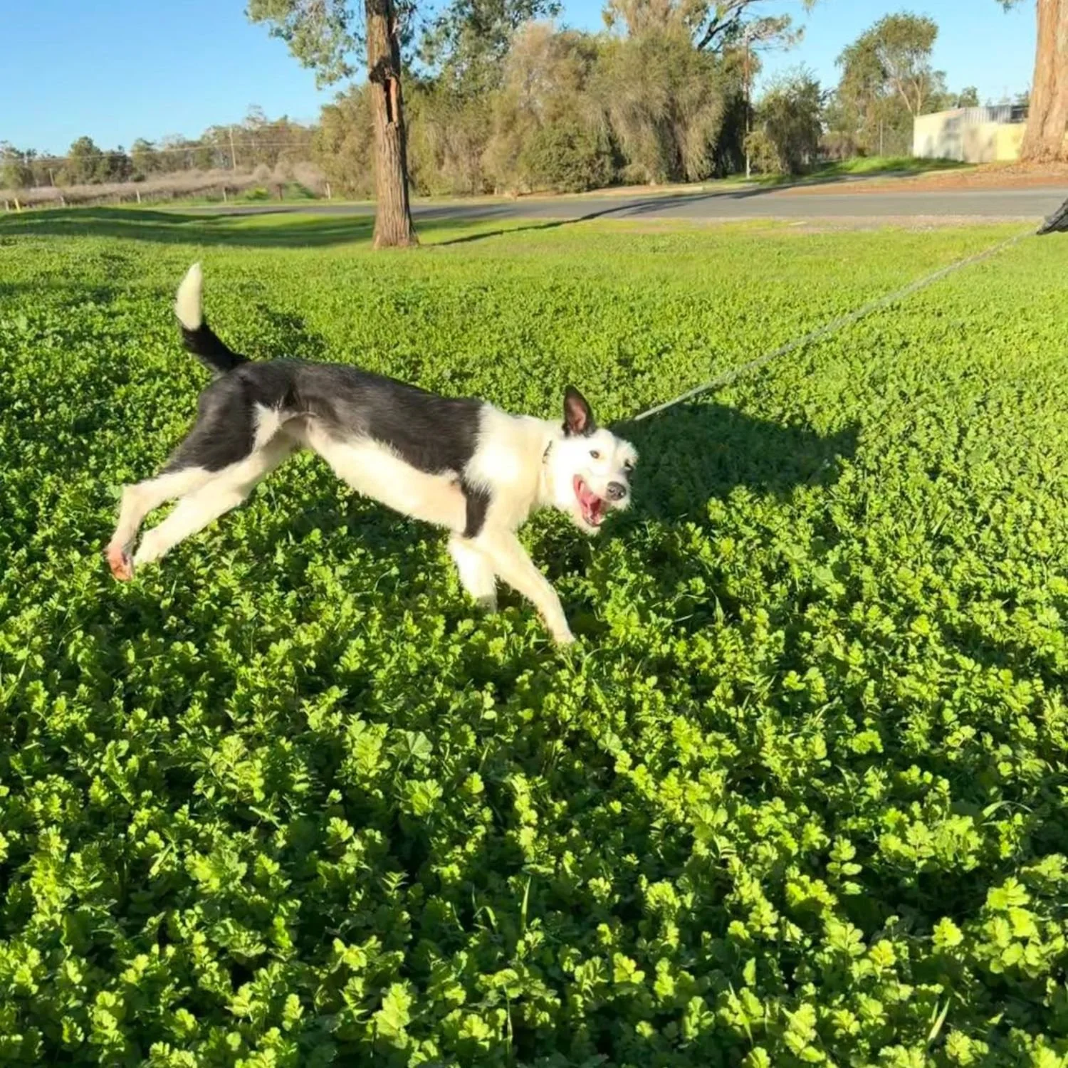 pixie-12.jpg