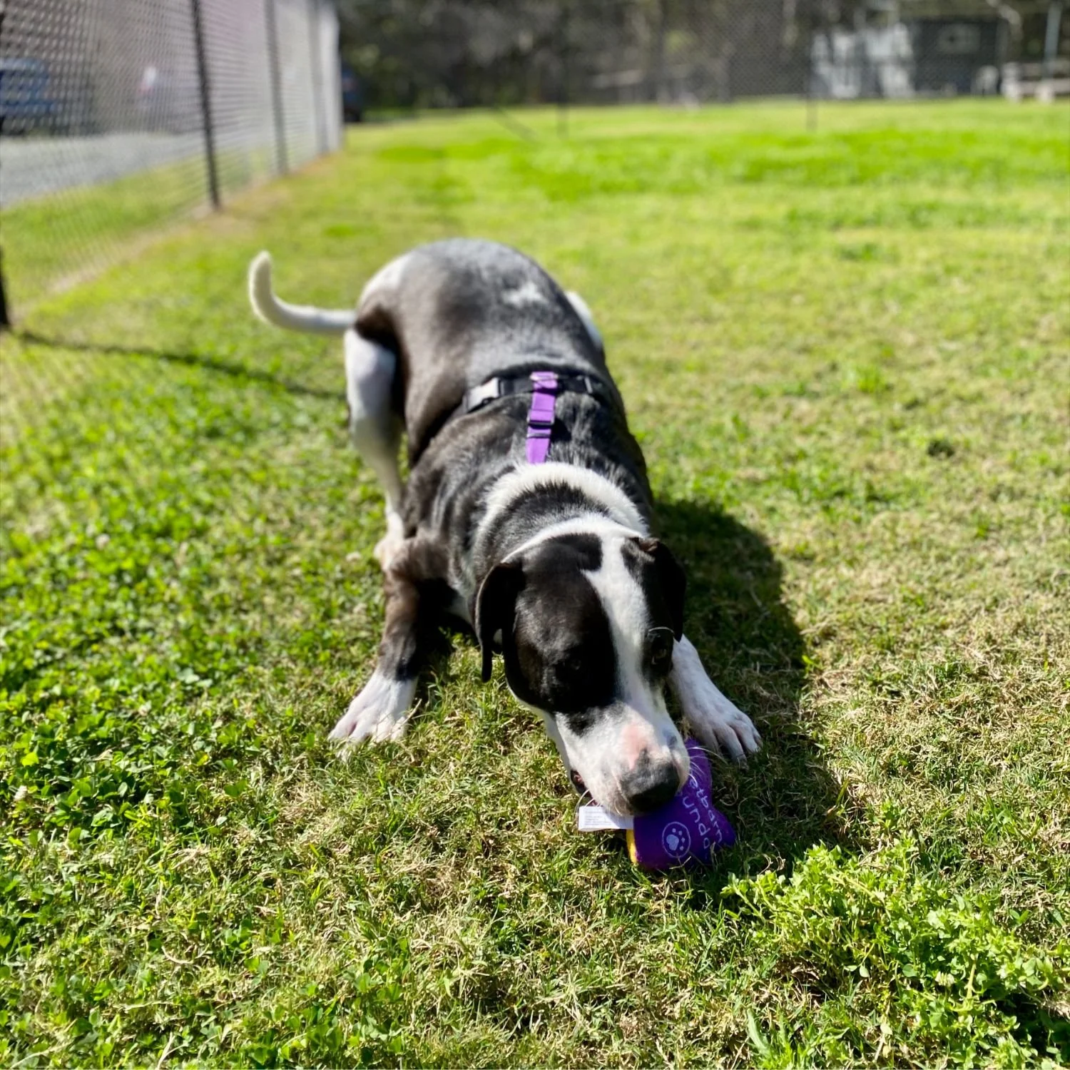 stevie-15.jpg