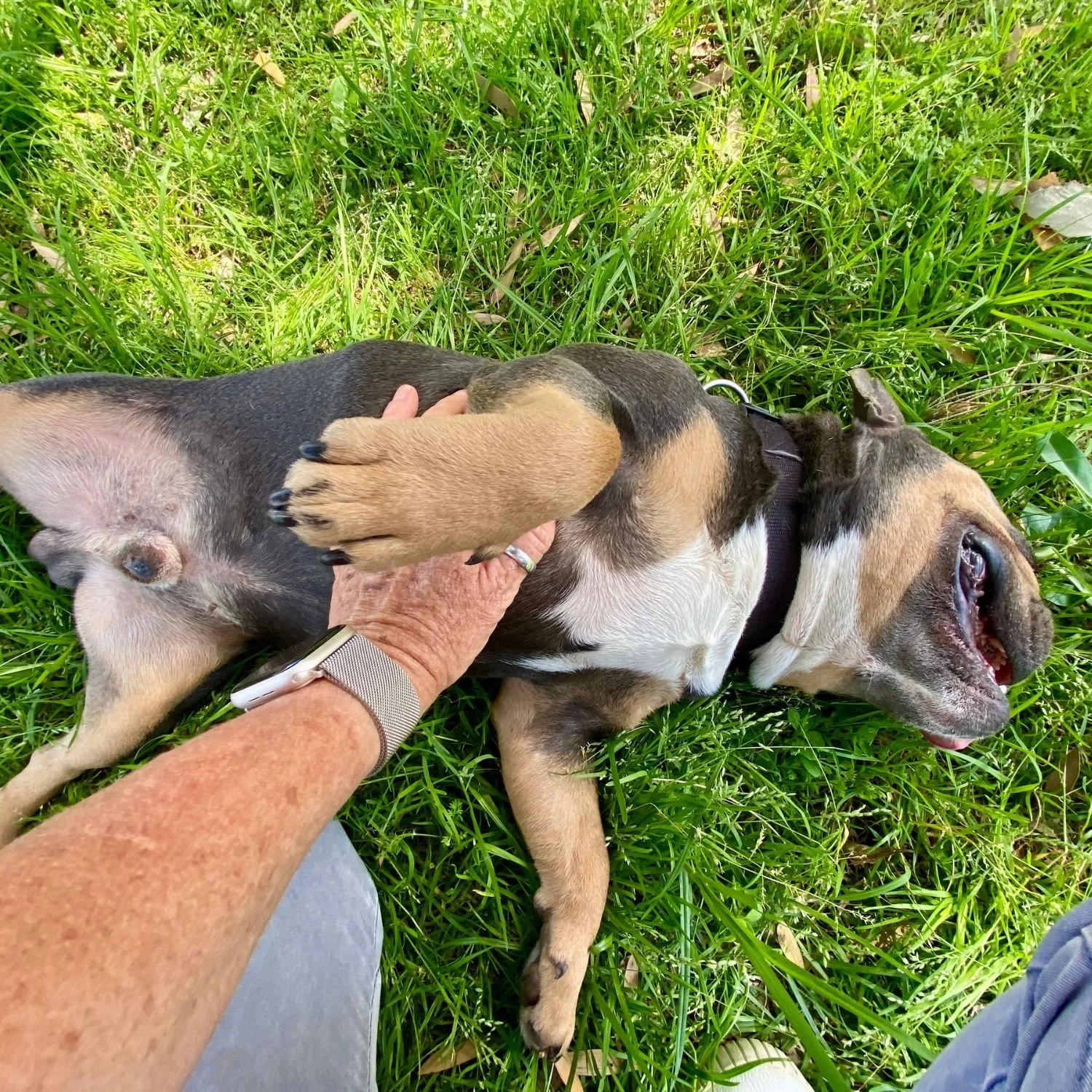 milo-7.jpg