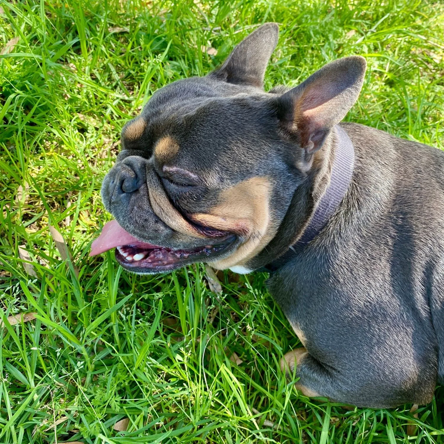 milo-8.jpg