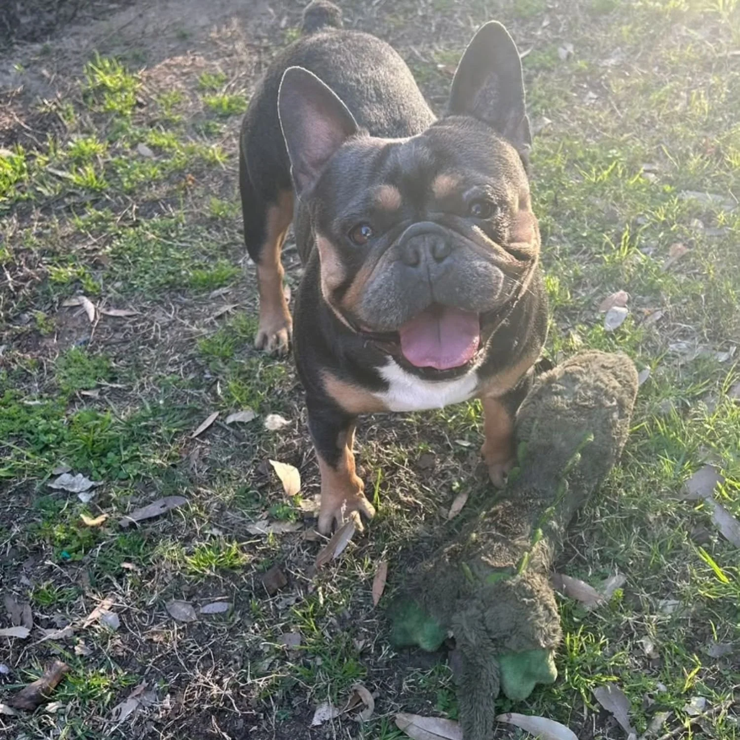 milo-10.jpg
