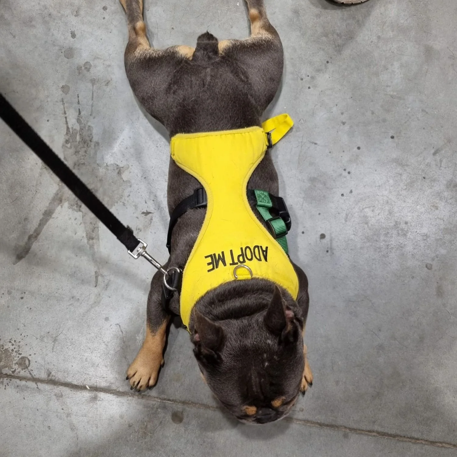 milo-16.jpg