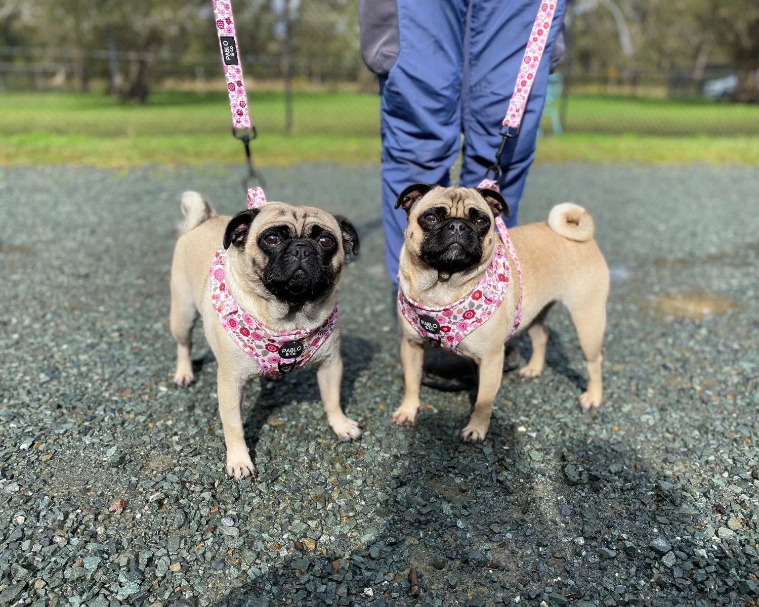 Peggy-Sue & Bobbi-Jo - Adopted!