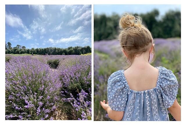 Over the weekend we visited @highlandspringsranch fields featuring 20 acres of lavender. After our walk through, we made our way back to the entrance to pick up some of their tasty eats which are not to be missed. The menu is full of delicious lavend