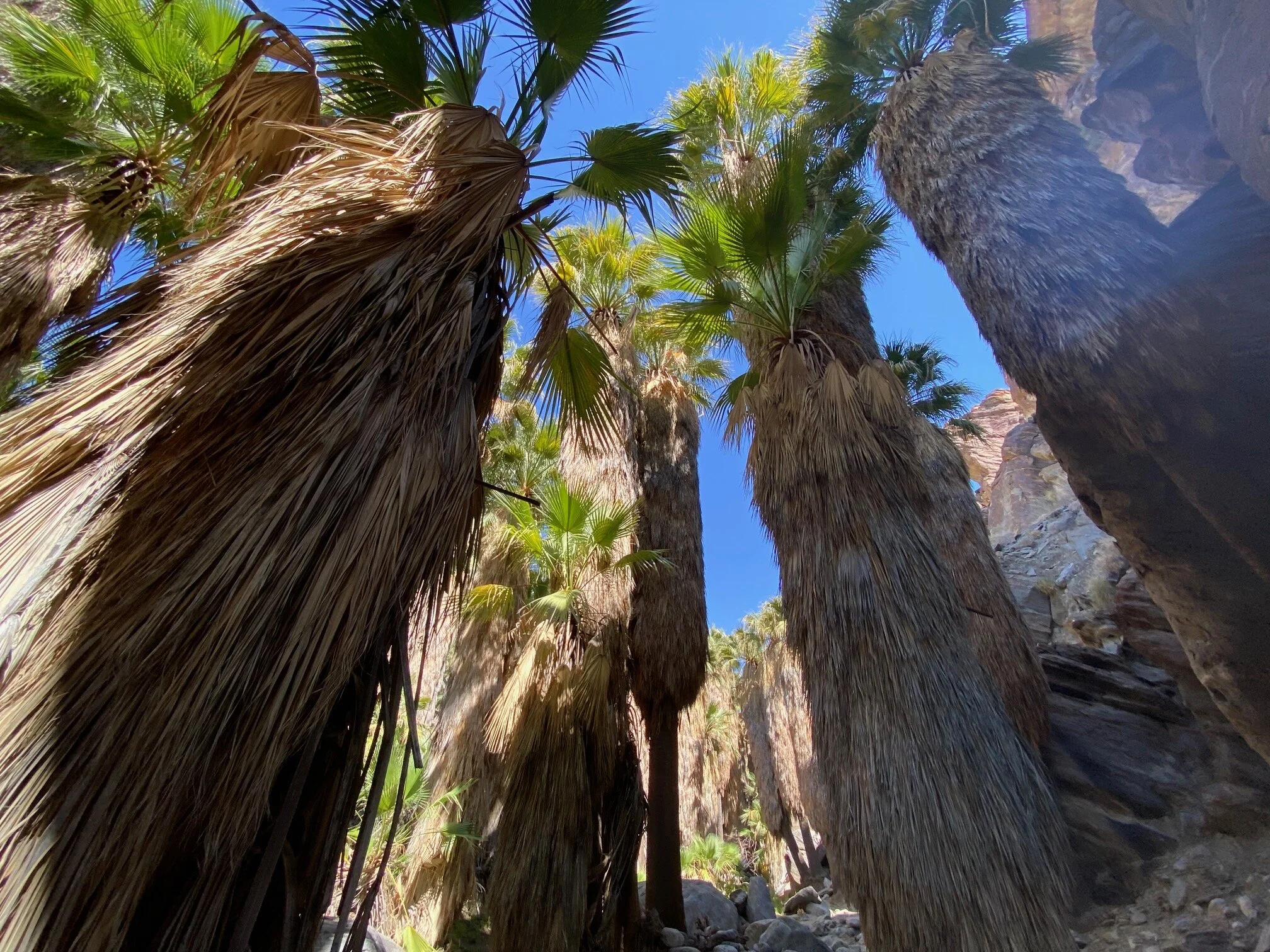 Hiking Andreas Canyon in Palm Springs (With Kids) — MiLOWE