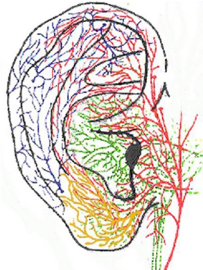 Anatomical Basis for Auricular Vagus Nerve Stimulation — Neuro-X Lab