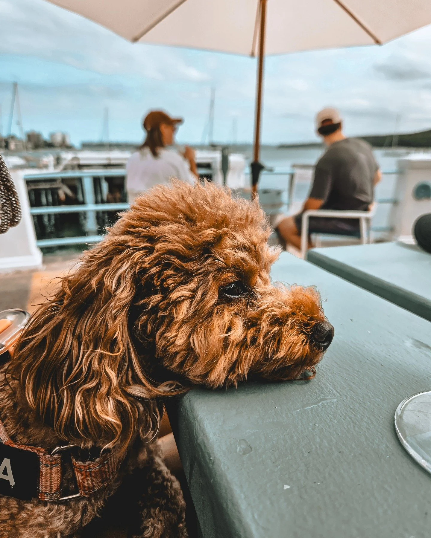 Post Walk Chill

#sydney #sydneylife