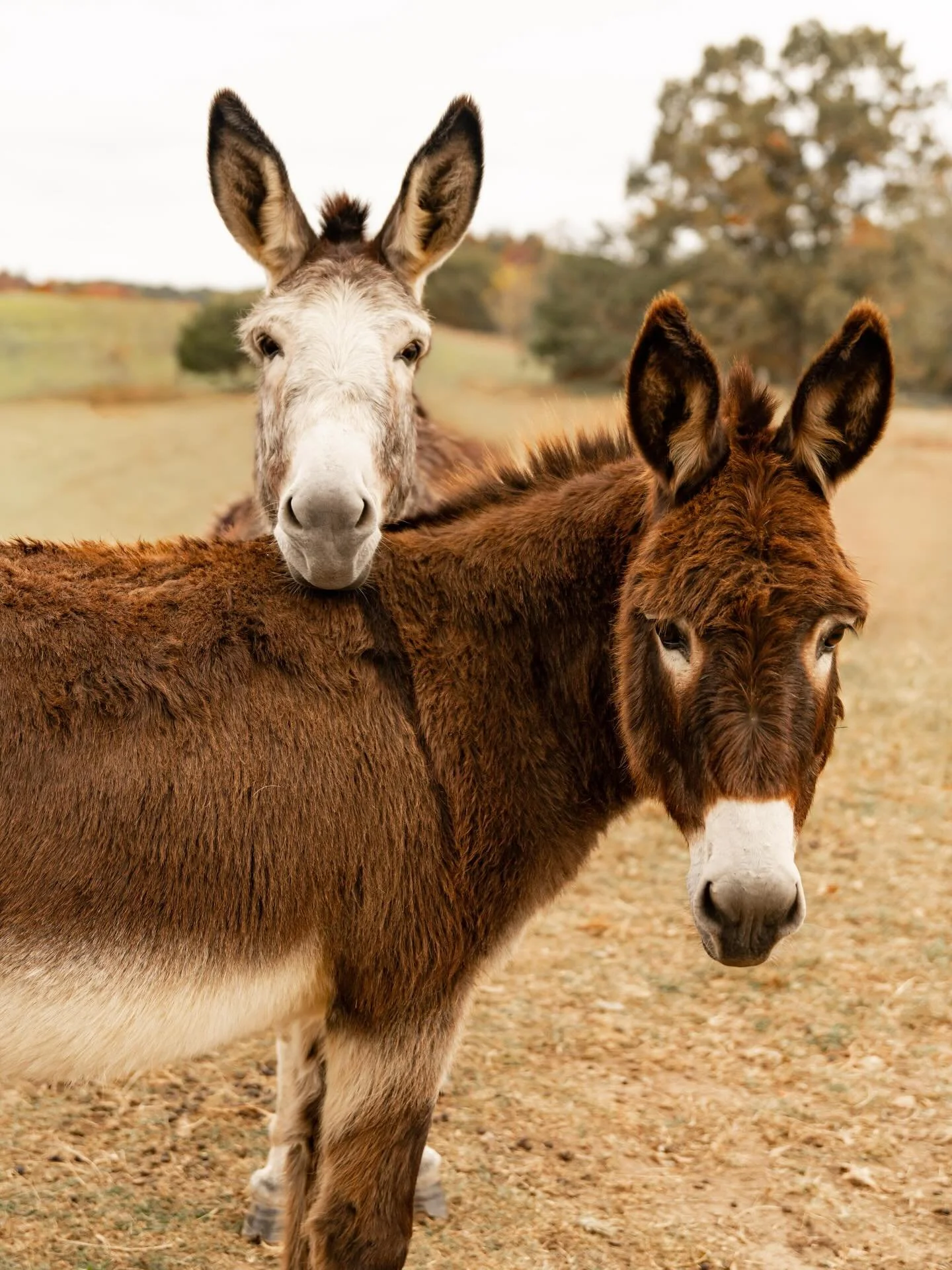 Did someone say it&rsquo;s Friday?! 👀

#wildlife #farmlife #farmanimals #funnyanimals #easttnphotographer