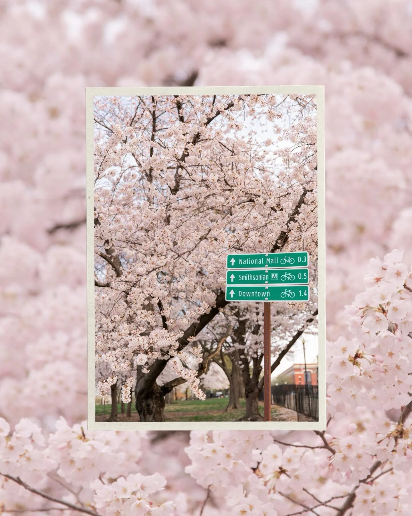 Extra thankful today for that bright sunshine that we have in East Tennessee! I can&rsquo;t wait until we begin to have blooms in a couple of months. This time last year I was planning a very last minute trip to DC to see the cherry blossoms and man 