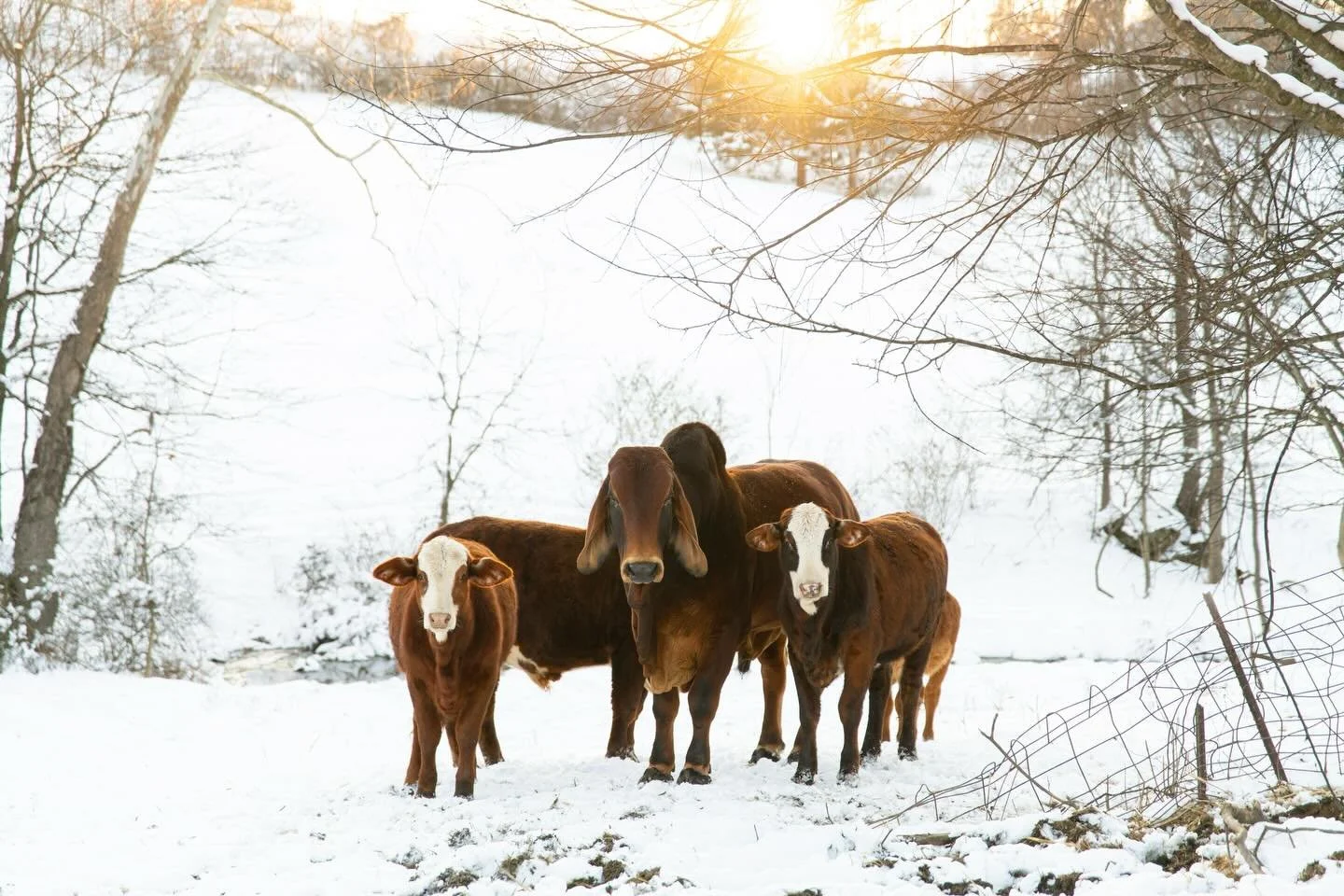 &ldquo;Find out who you are and do it on purpose.&rdquo;
- Dolly Parton ❤️

#wildlifephotography #countrylife #countrybackroads #easttnphotographer #simplelife