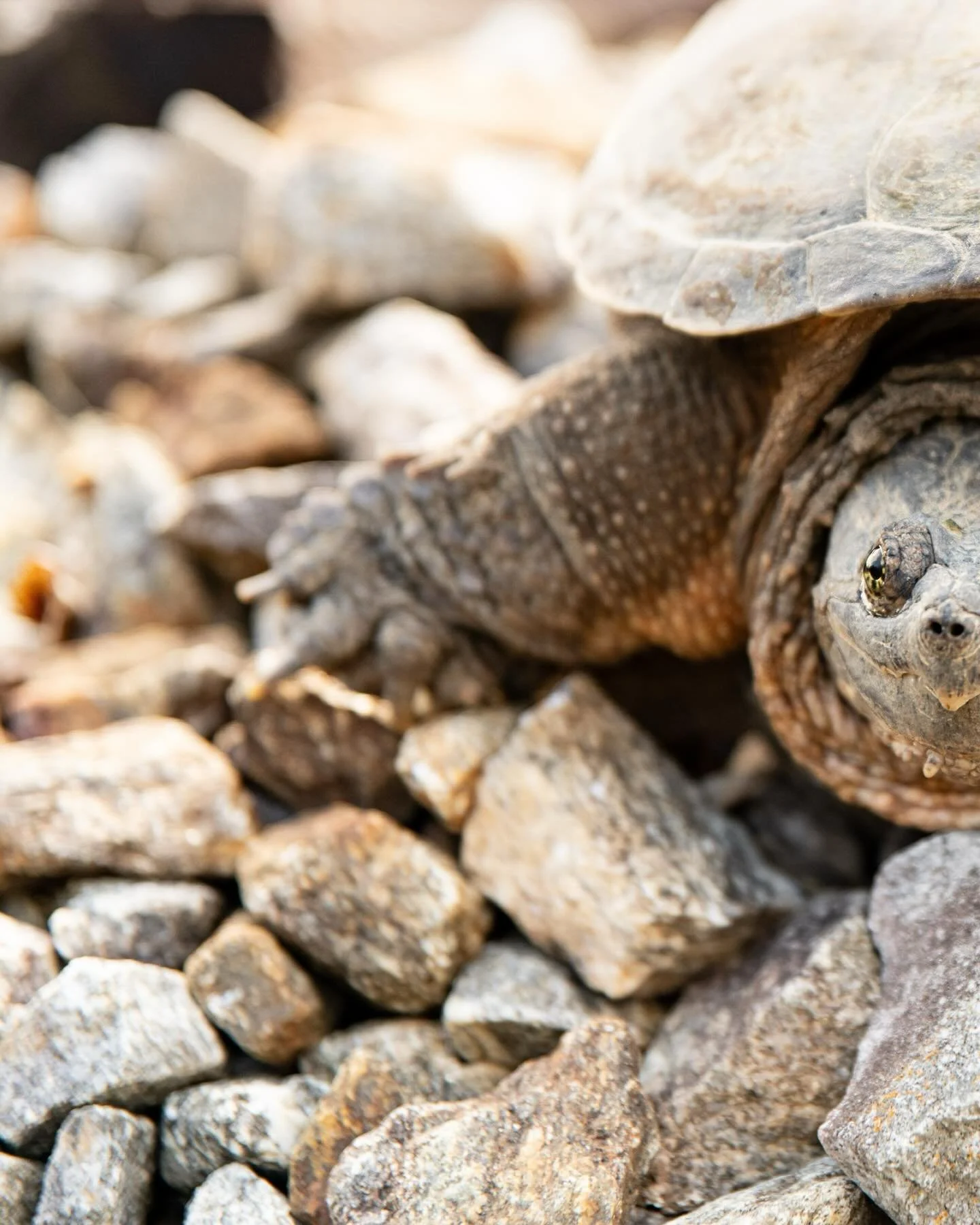 Just your Common Snapping Turtle getting some sun on a Saturday morning. Did you know that common snapping turtles:
📌 Typically live up to 30-70 years.
📌 They&rsquo;re omnivores.
📌 Common snapping turtles can weigh up to 35-70 lbs. 
📌 They can&rs