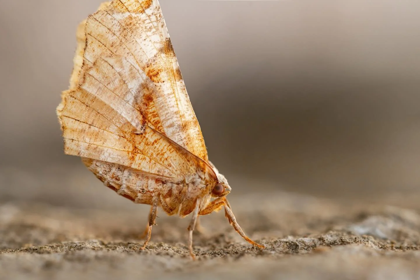 Selenia Kentaria | aka Kent&rsquo;s Geometer or Kent&rsquo;s Thorn
🍂 The adults are attracted to light and rest on vertical surfaces (this image is flipped) during the day.
🍂 Adults are active from spring to late summer and are often seen at night 