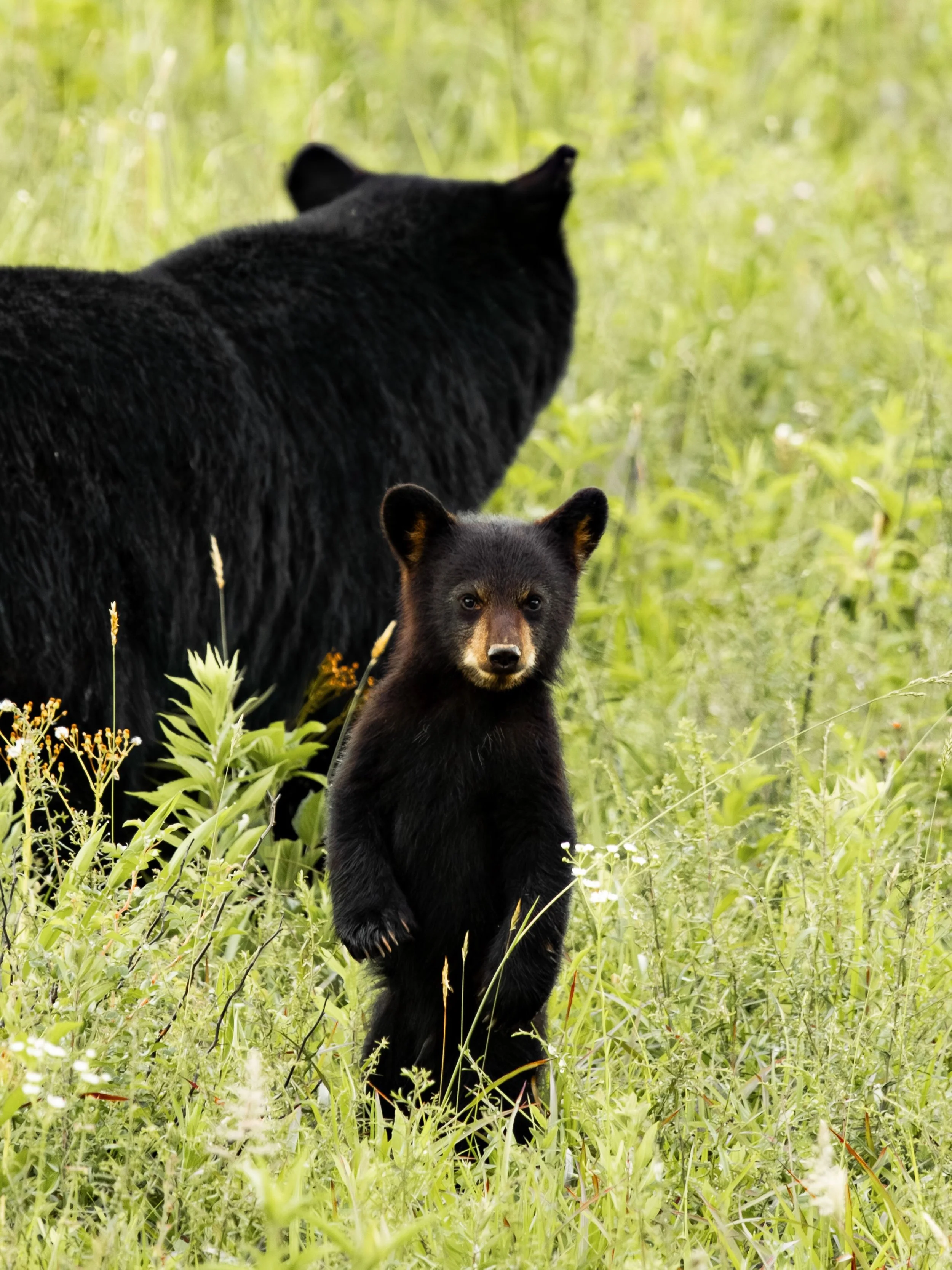 Spent Saturday evening watching black bear cubs wander around Cades Cove. ⛰️🐾

#cadescoveloop #gsmnp #wildlifephotographer #blackbearsofinstagram #animalphotography