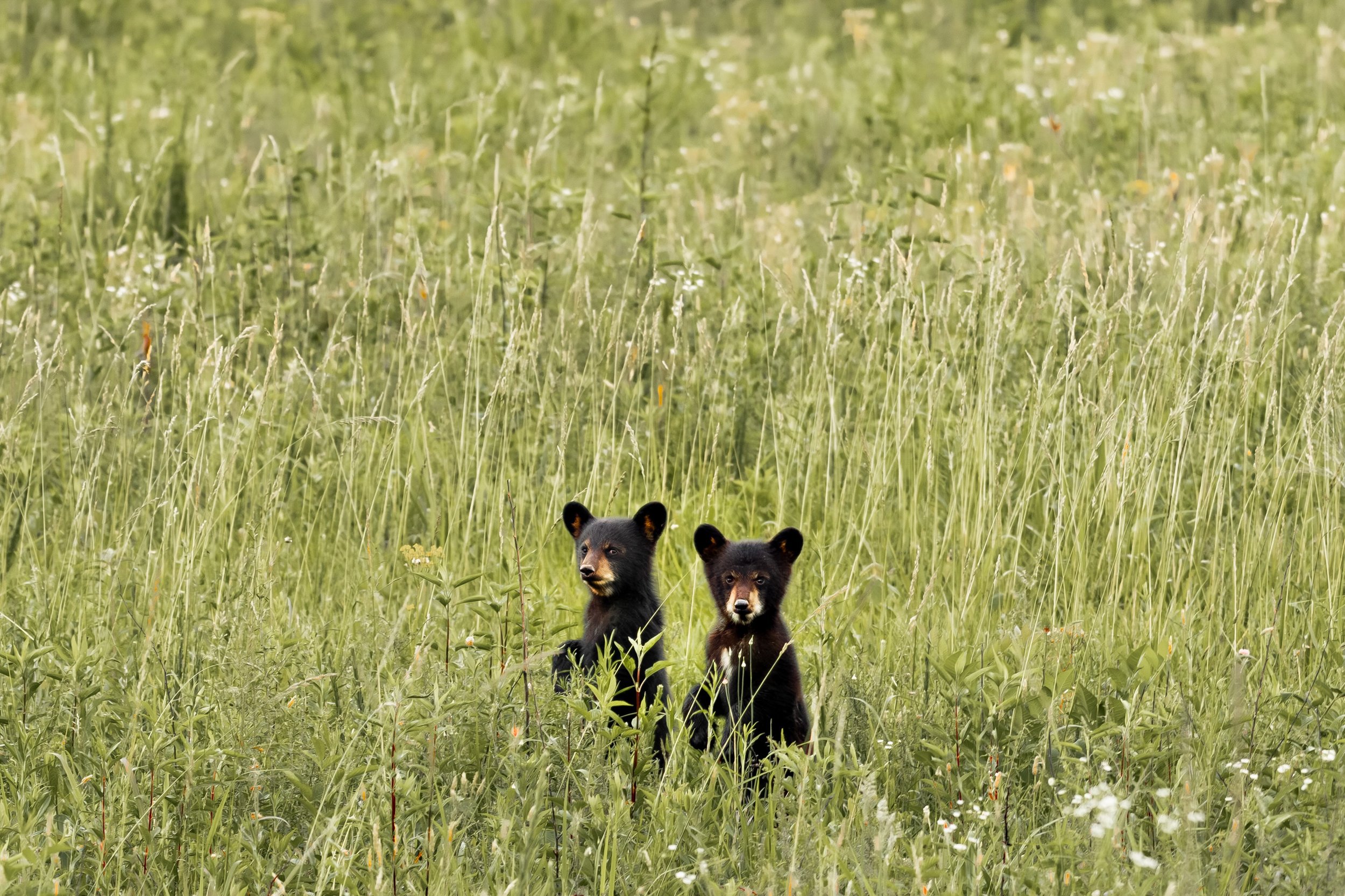 The &ldquo;we weren&rsquo;t doing anything&rdquo; face lol. 

#gsmnp #natgeowild #wildlifeaddicts #ourplanetdaily #discoverwildlife