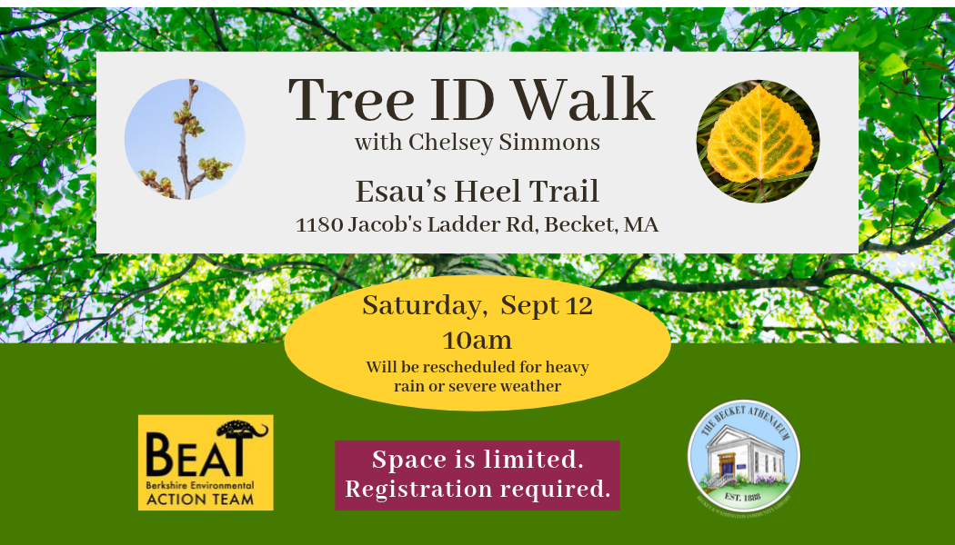 Tree ID Walk with Chelsey Simmons