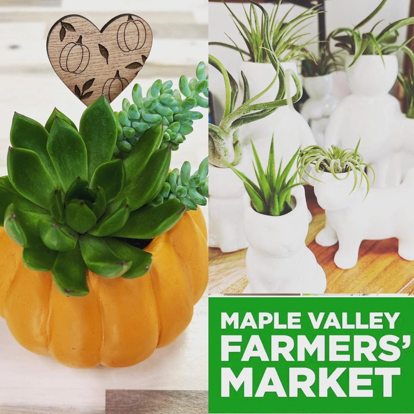 Three places to shop Just a Little Something today&hellip;our store in Black Diamond (11 AM to 3 PM); @maplevalleyfarmersmarket ; and @4cornersmerchants in Fairwood. #succulents #houseplants #farmersmarket #blackdiamondwa #maplevalleyfarmersmarket #m