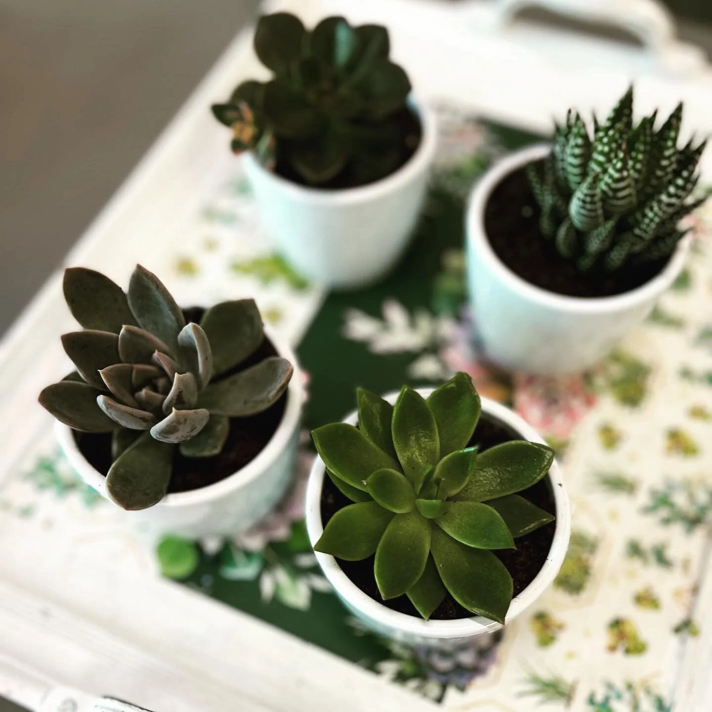 Several surrounding schools start later this week and next. Think of @justalittlelittlesomething when considering a gift for a teacher, school bus driver or school staff member.  Gifts to meet just about any price-range.  Ready made single succulent 