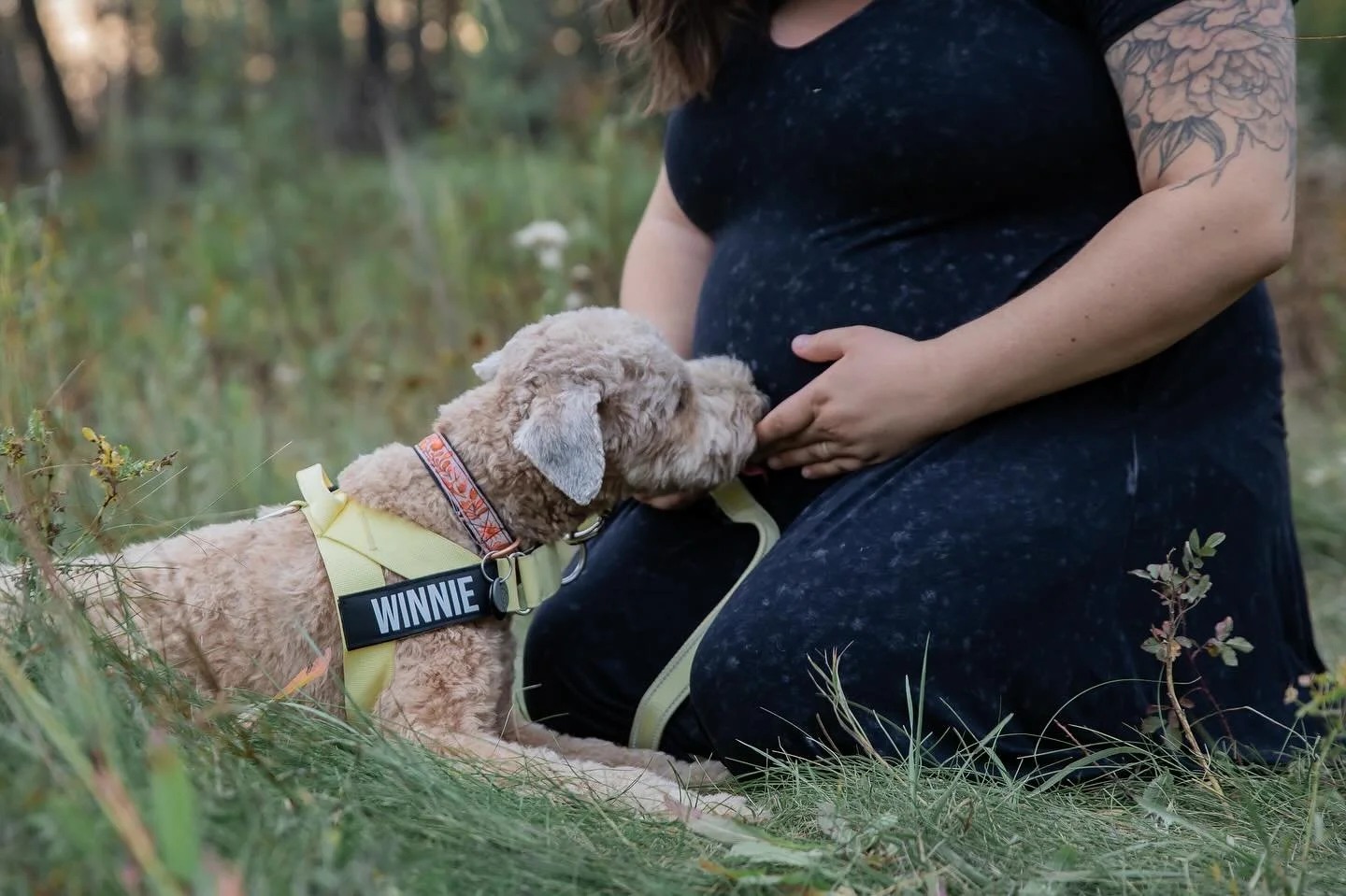 Winnie&rsquo;s mama is having a baby!!! 

This is your sign that 1. yes, you can bring your puppy to your session and 2. If you&rsquo;re having a baby I would LOVE to celebrate with you. 

#yycbaby #yycmaternityphotographer #yycnewbornphotographer #y