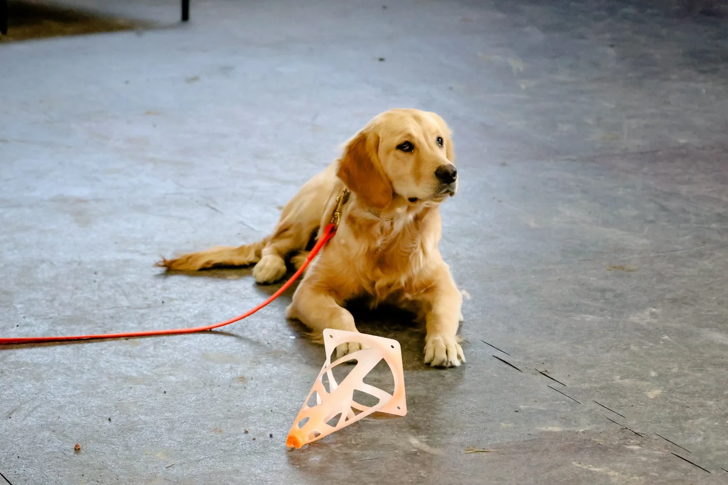 Puppy jumpstart program at Chinook K9